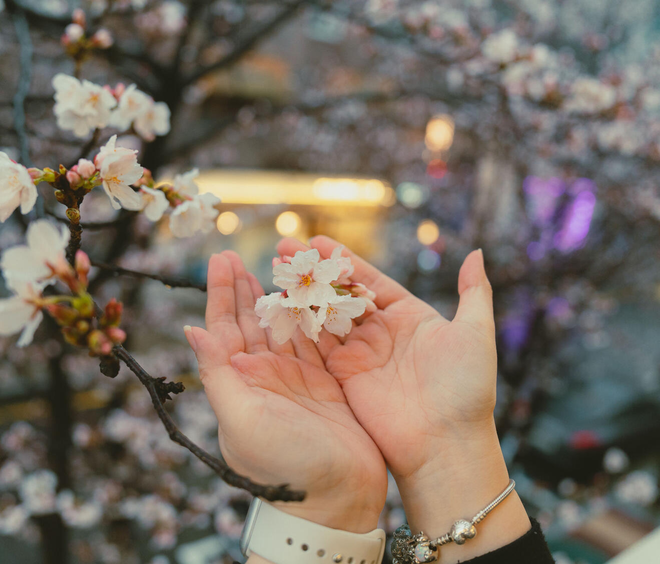 Hands holding a delicate cluster of cherry blossoms on a branch Gentle hands cupping a small cluster of cherry blossom flowers on a living tree branch, forming a quiet symbol of care and protection