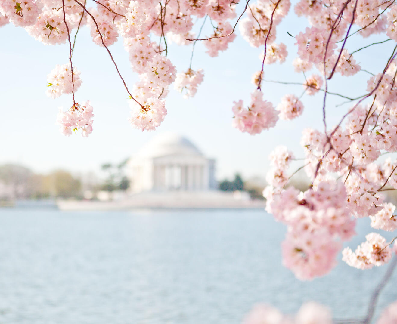 Washington Monument Through Cherry Blossoms View of the Washington Monument framed by vibrant pink cherry blossom branches.